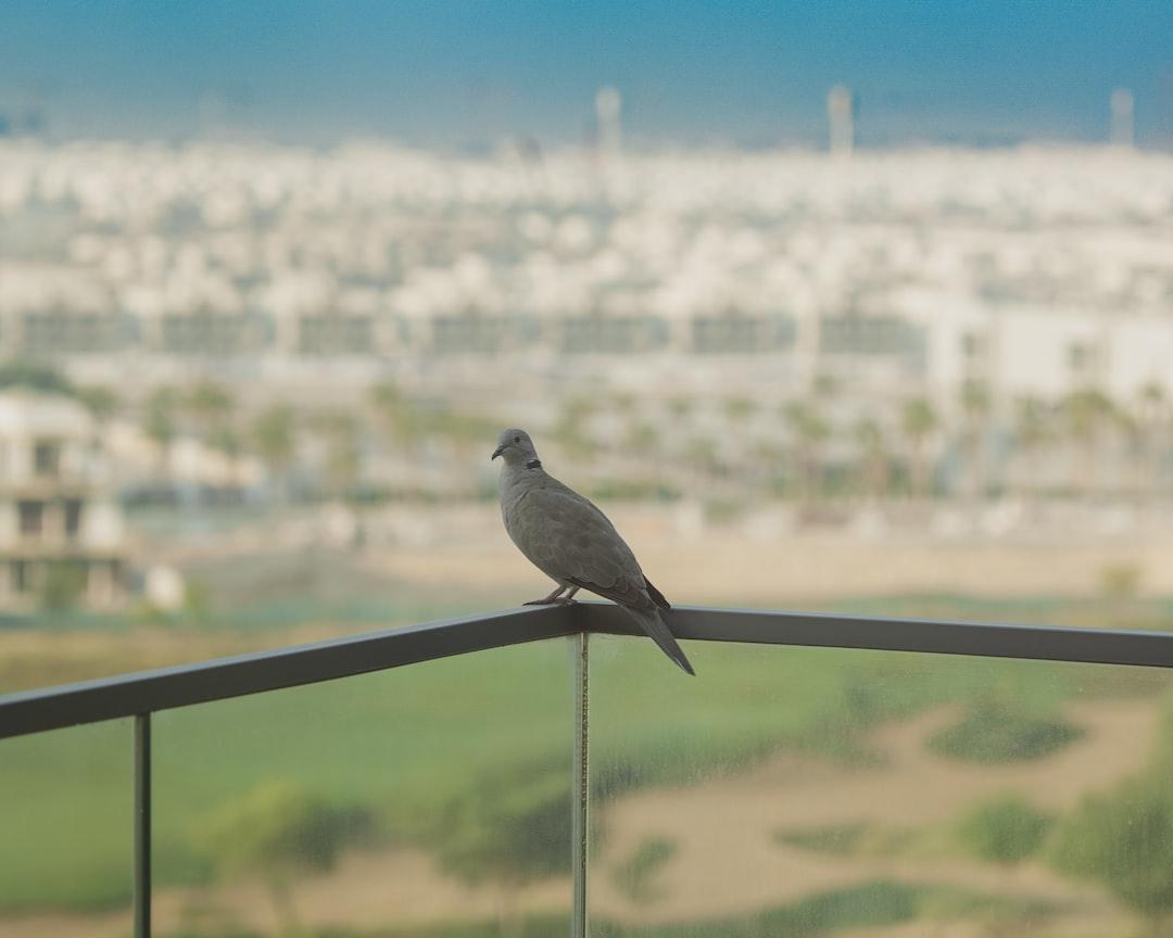 A dove perched on a railing with a cityscape background