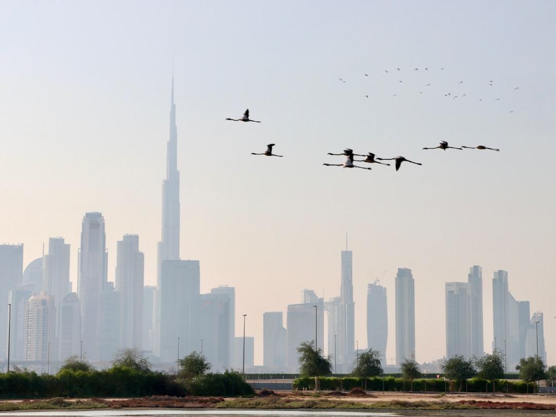 a flock of birds flying over a city