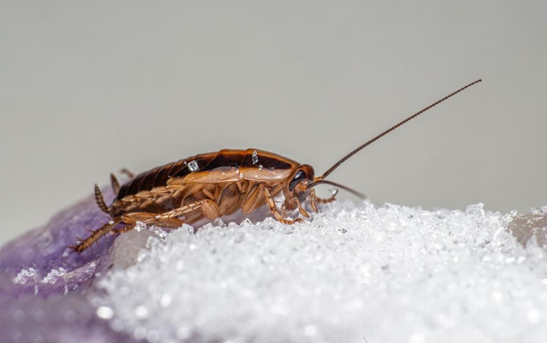 A close up of a cockroach on a purple object