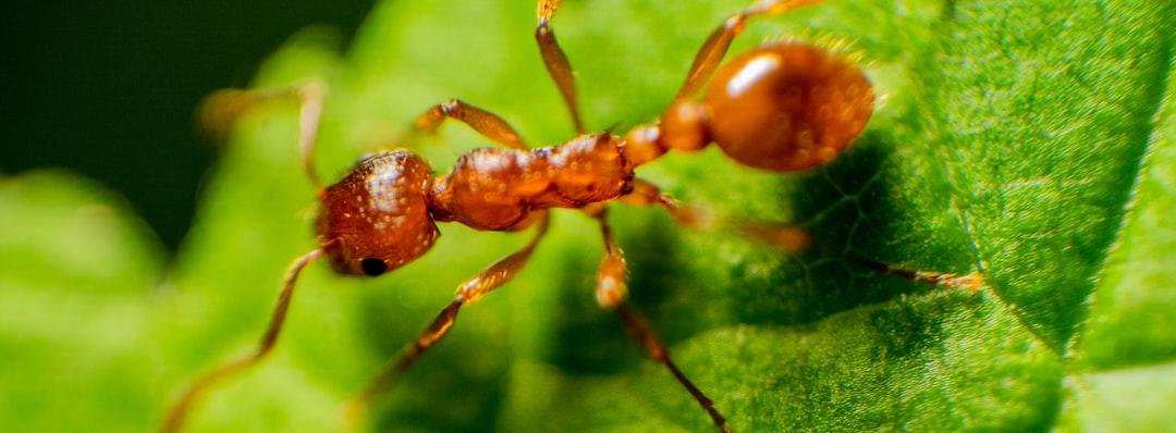 brown ant on green leaf