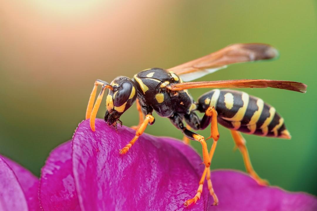 a close up of a bee