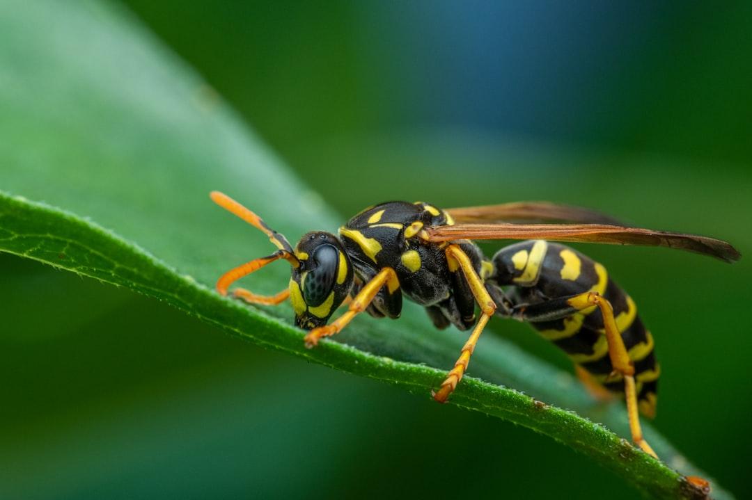 a close up of a yellow and black insect on a green leaf