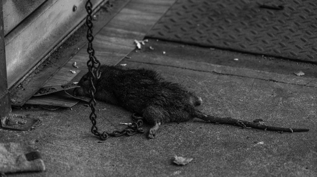 a rat is chained to a chain on the sidewalk