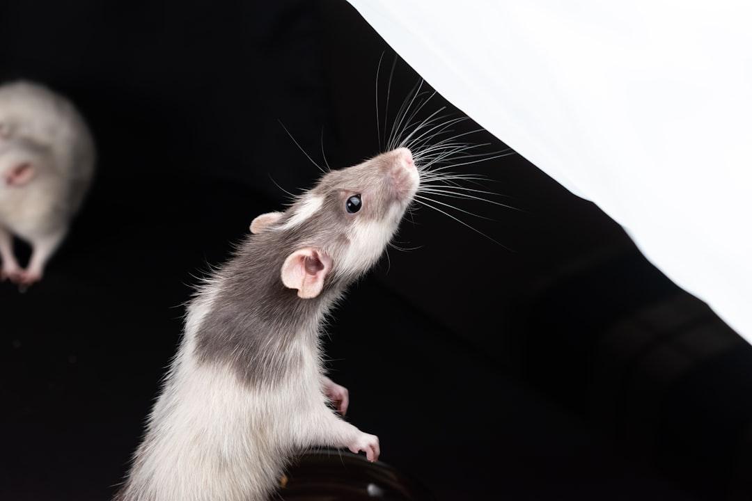 A couple of small white mice standing on top of each other