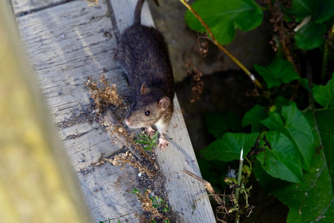A rat sitting on top of a piece of wood