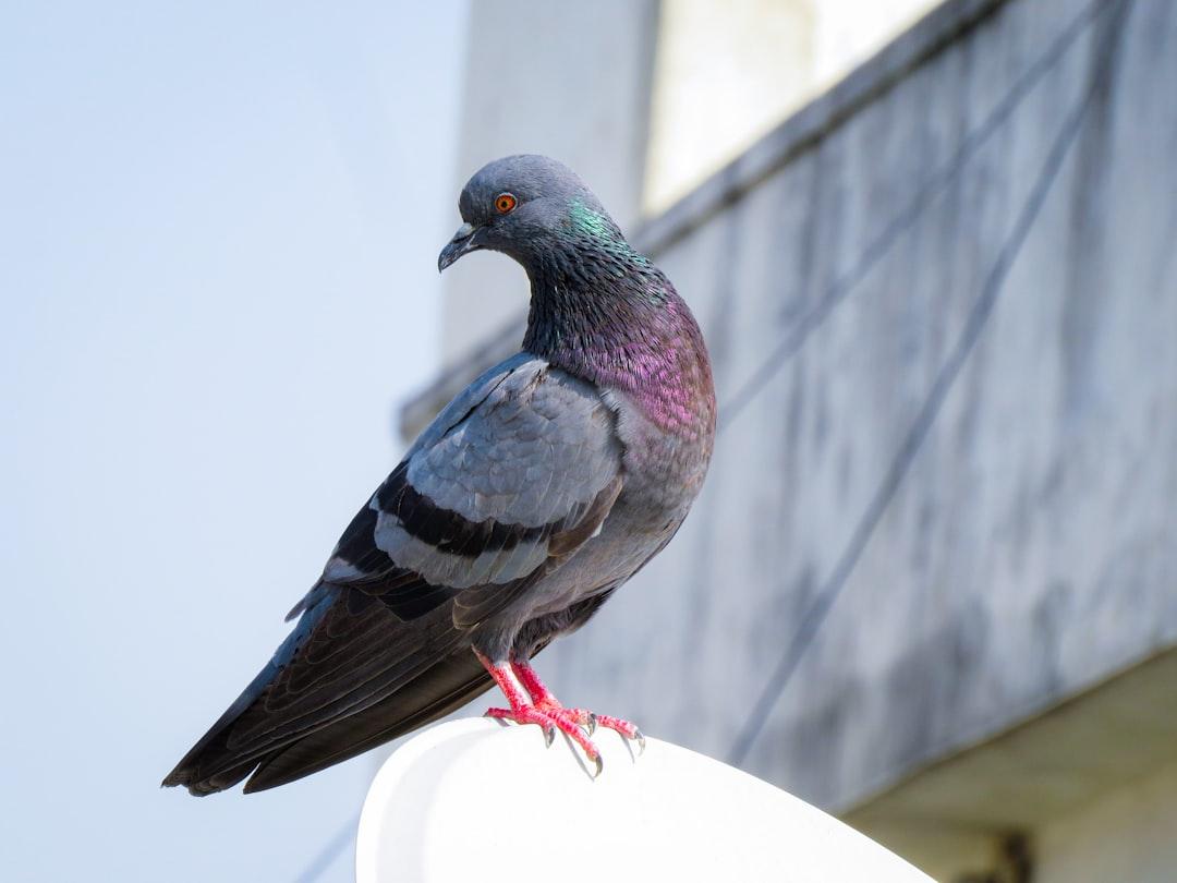 a pigeon sitting on top of a white object