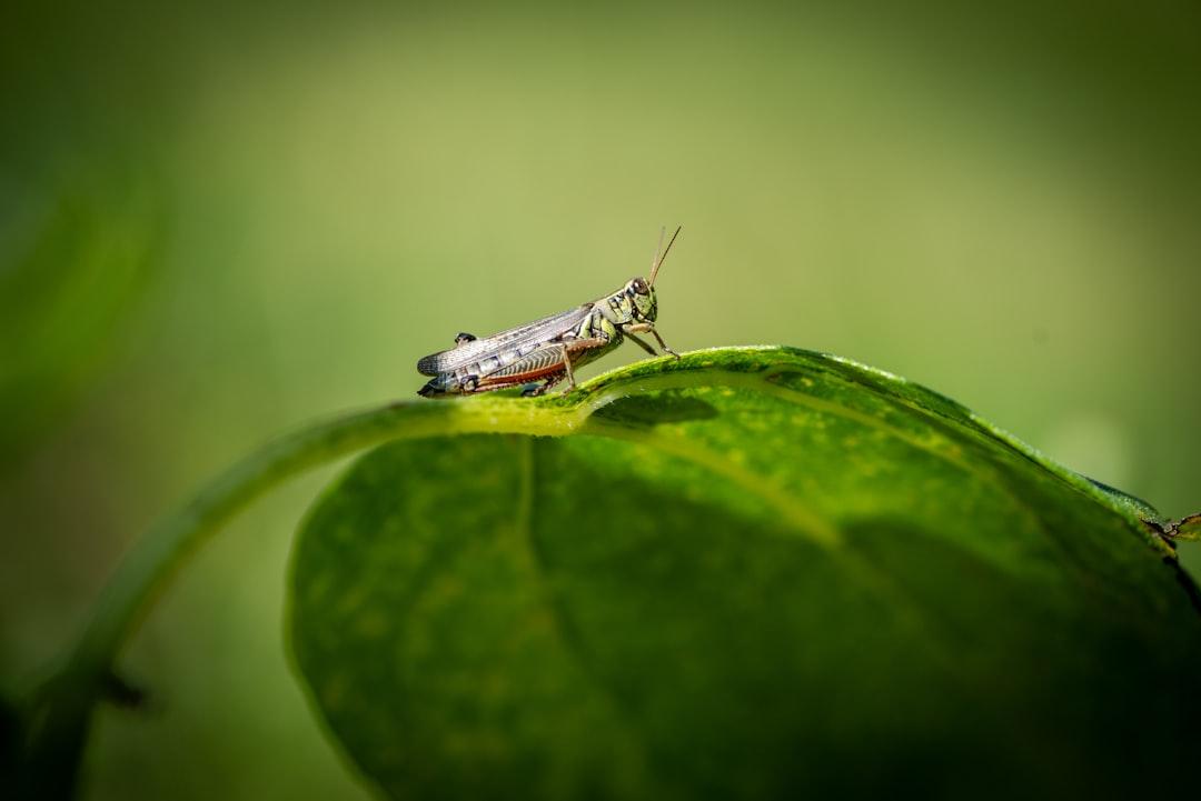 a bug sitting on top of a green leaf