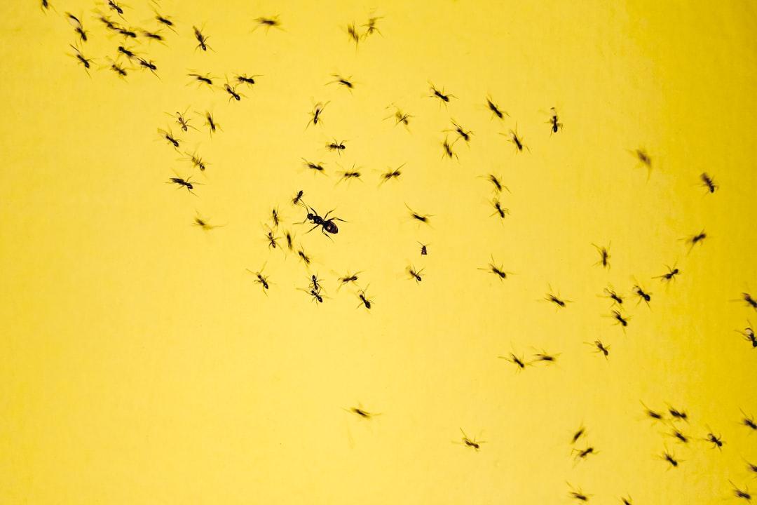 black insects on yellow background