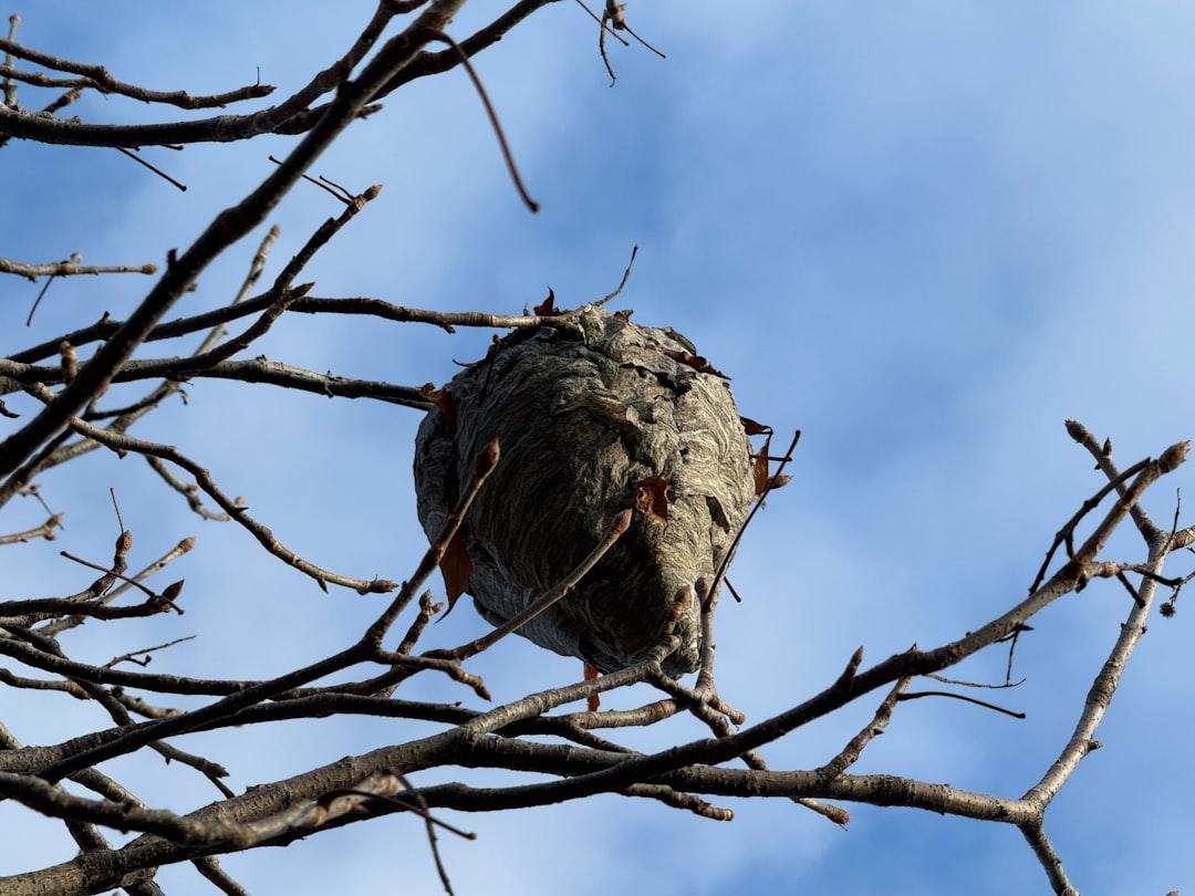 Wasp nest hanging from bare tree branches against sky