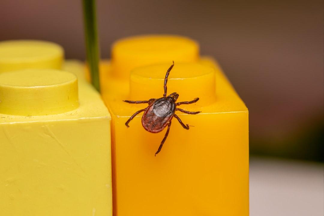 A tick rests on bright yellow building blocks.