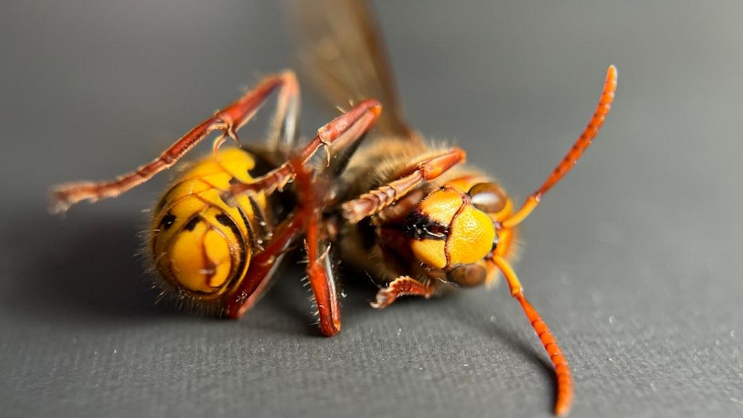 a close up of a bee on a table