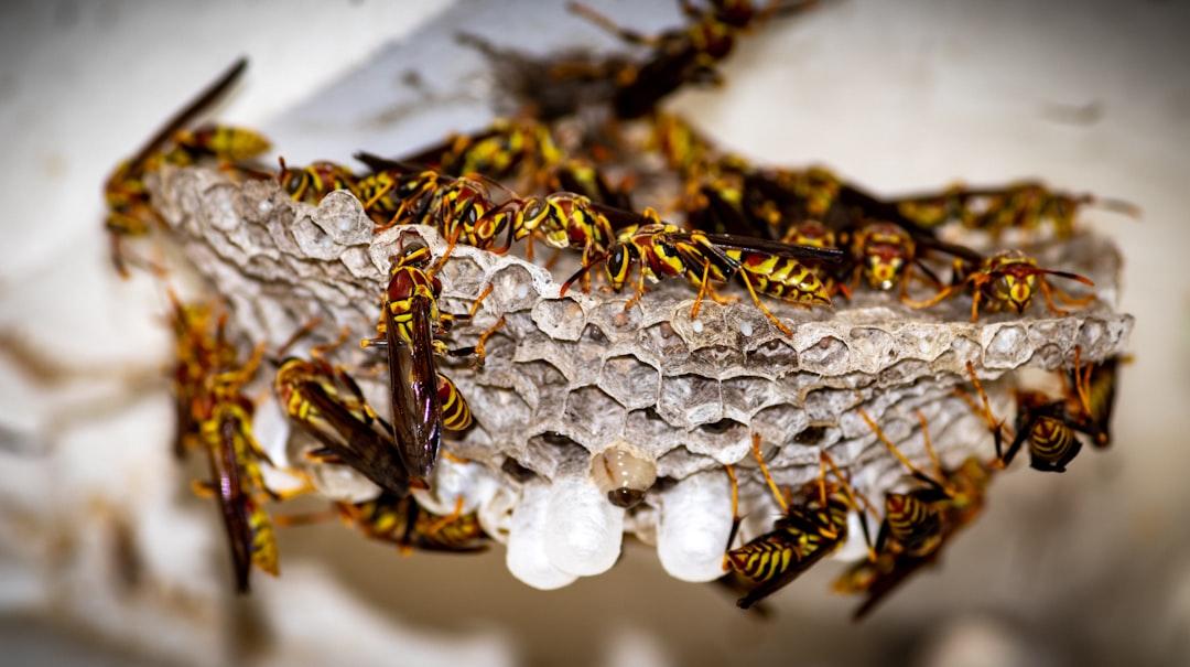 a group of insects sitting on top of a rock