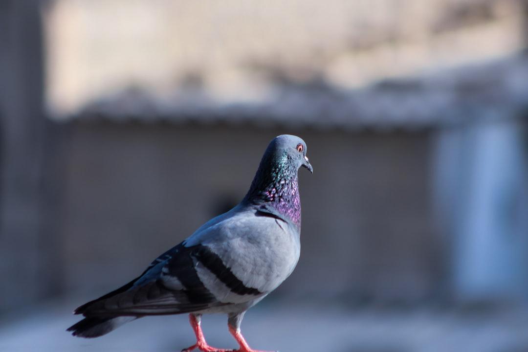 focus photo of blue pigeon