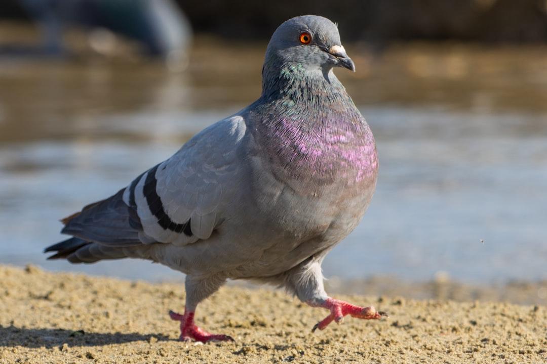 A close up of a bird on a beach near water