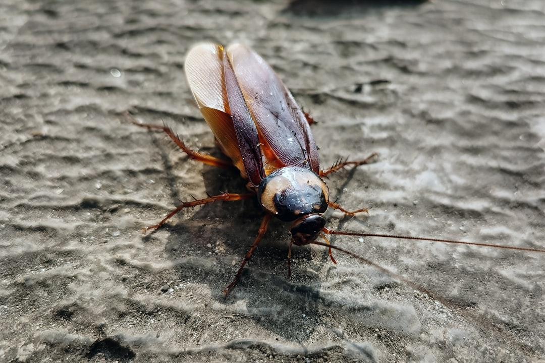 Cockroaches Pest Control
