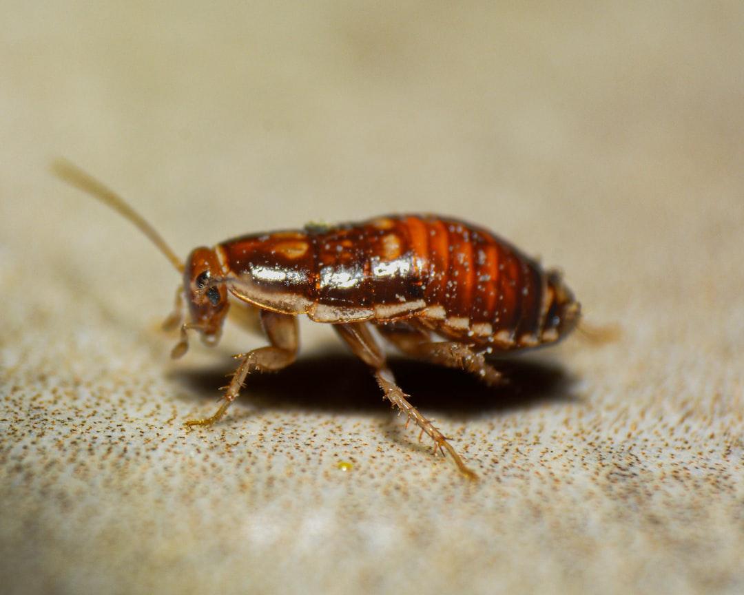 German Cockroaches Pest Control