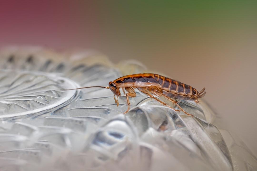 American Cockroaches Pest Control