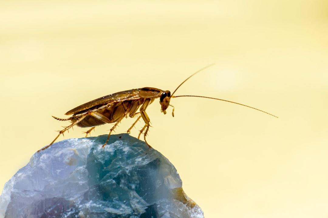 Cockroach Pest Control in Dubai