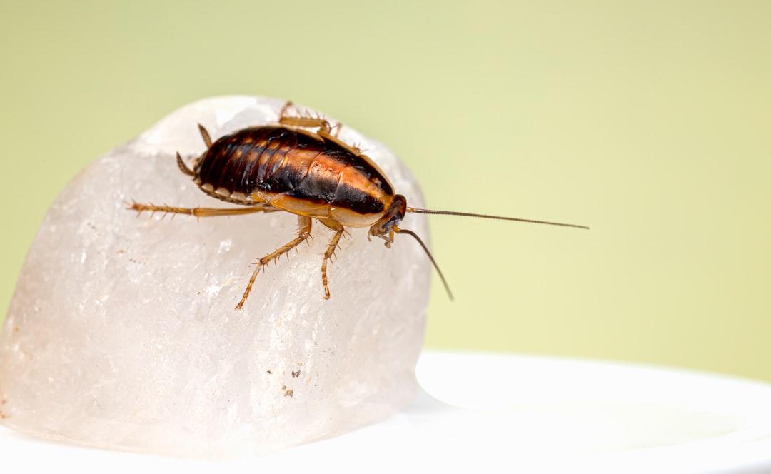 Cockroach Pest Control in Abu Dhabi