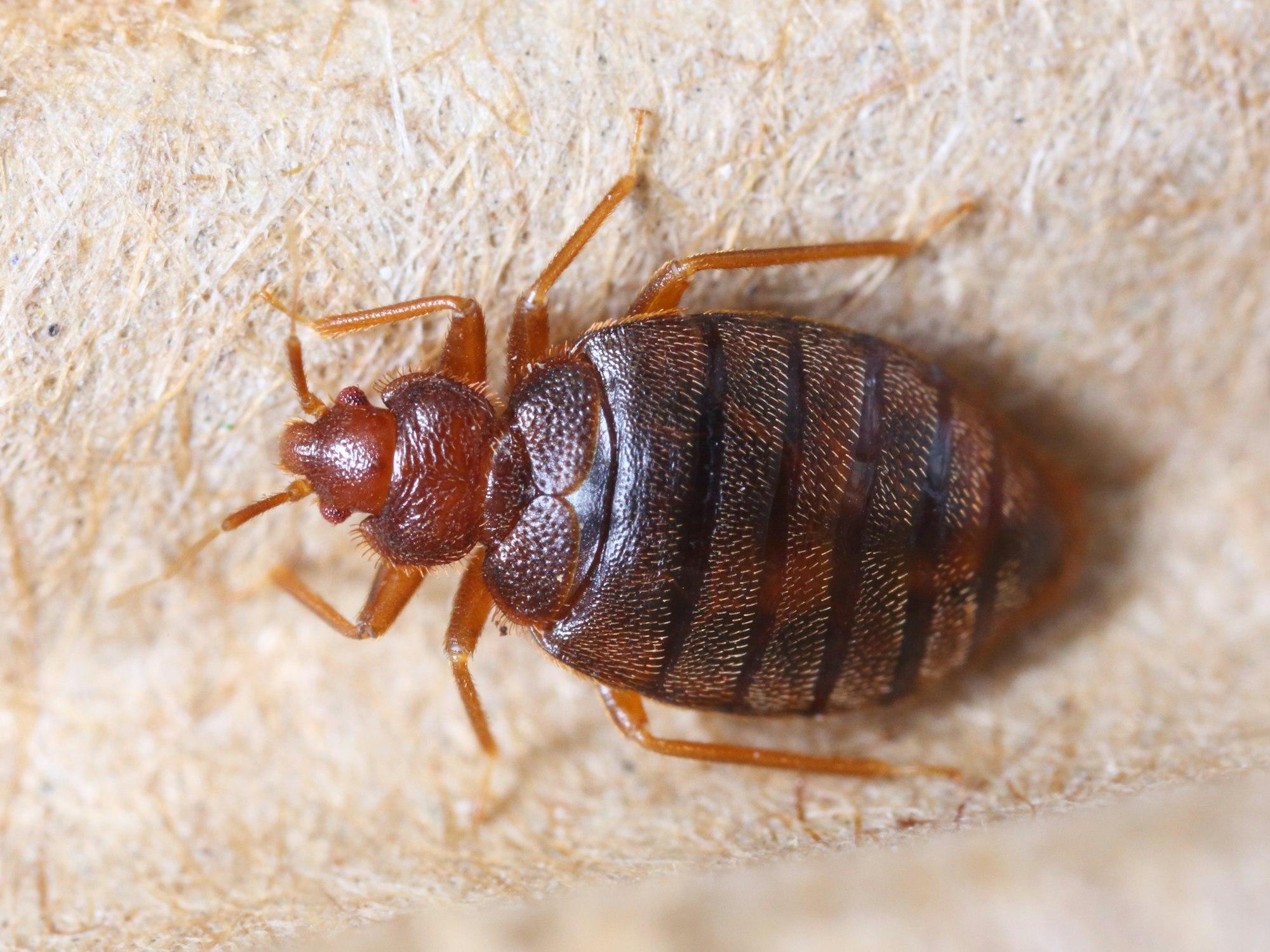 Bed Bugs Pest Control