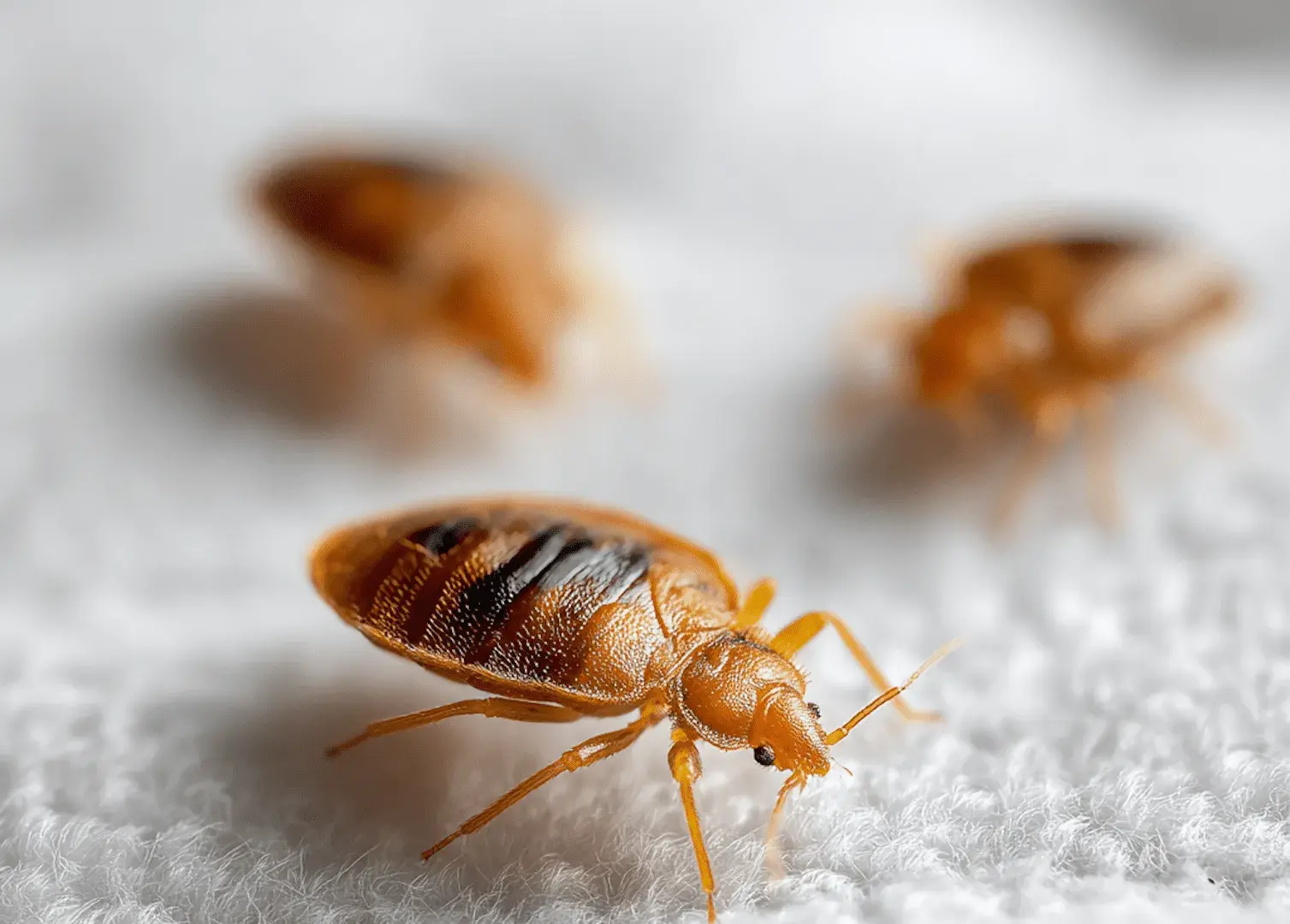 Bed Bug Heat Treatment