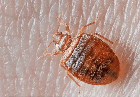 Bed Bugs Pest Control in Dubai