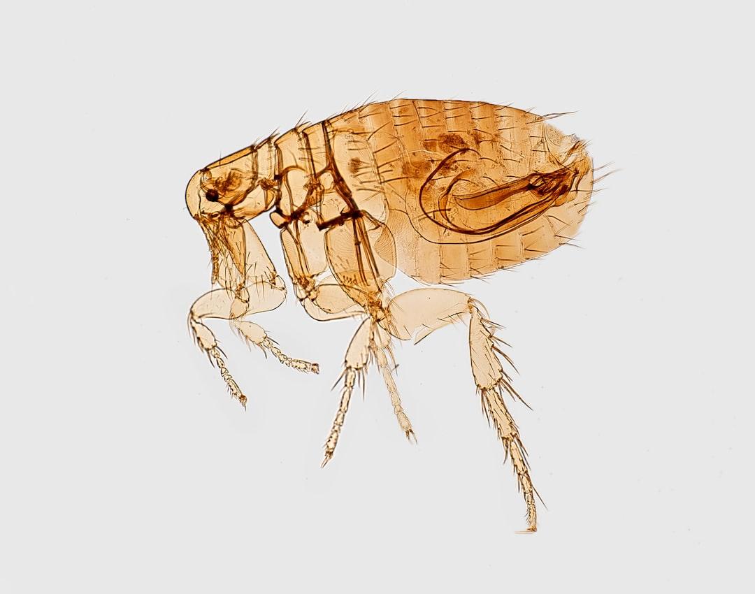 Flea Pest Control