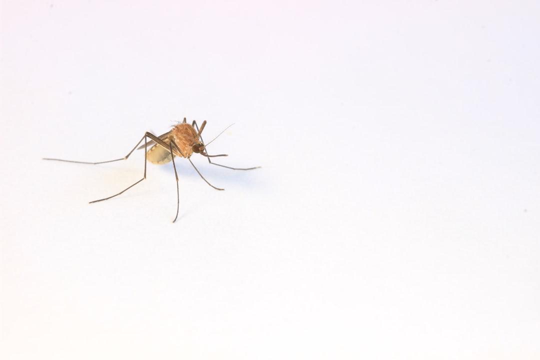 Mosquito Pest Control