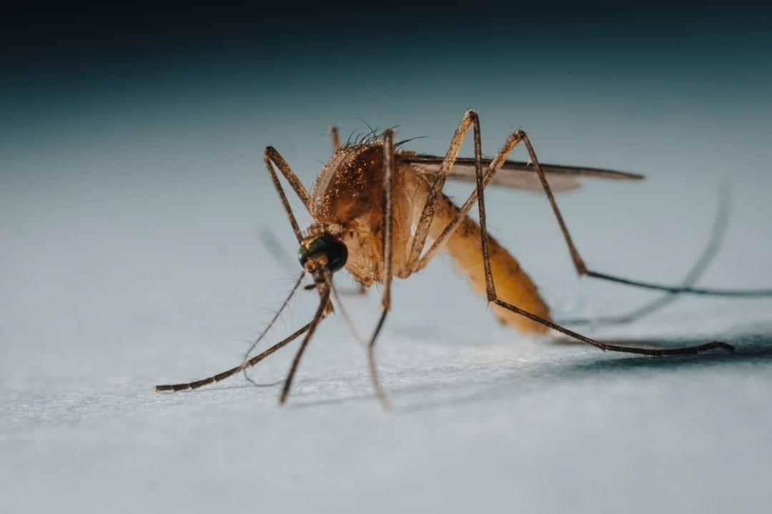 Mosquito Pest Control in Dubai