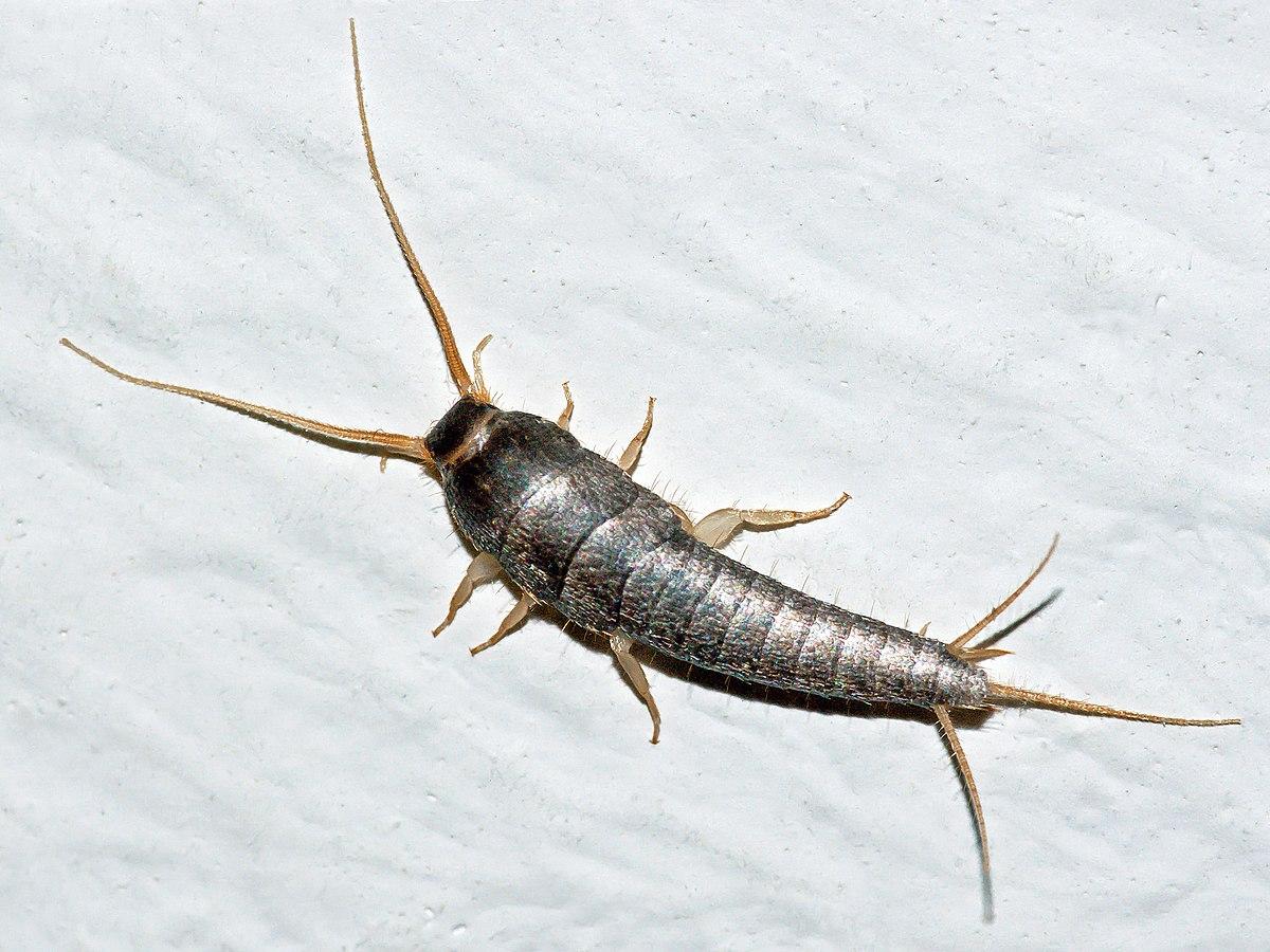 Silverfish Pest Control