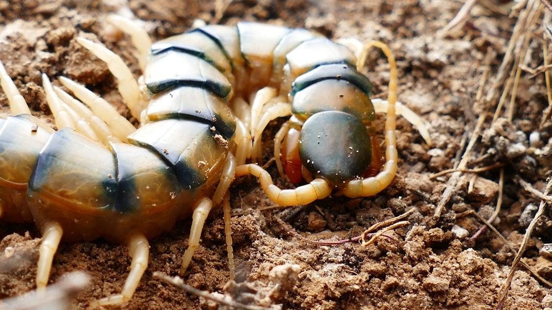 Centipede Pest Control