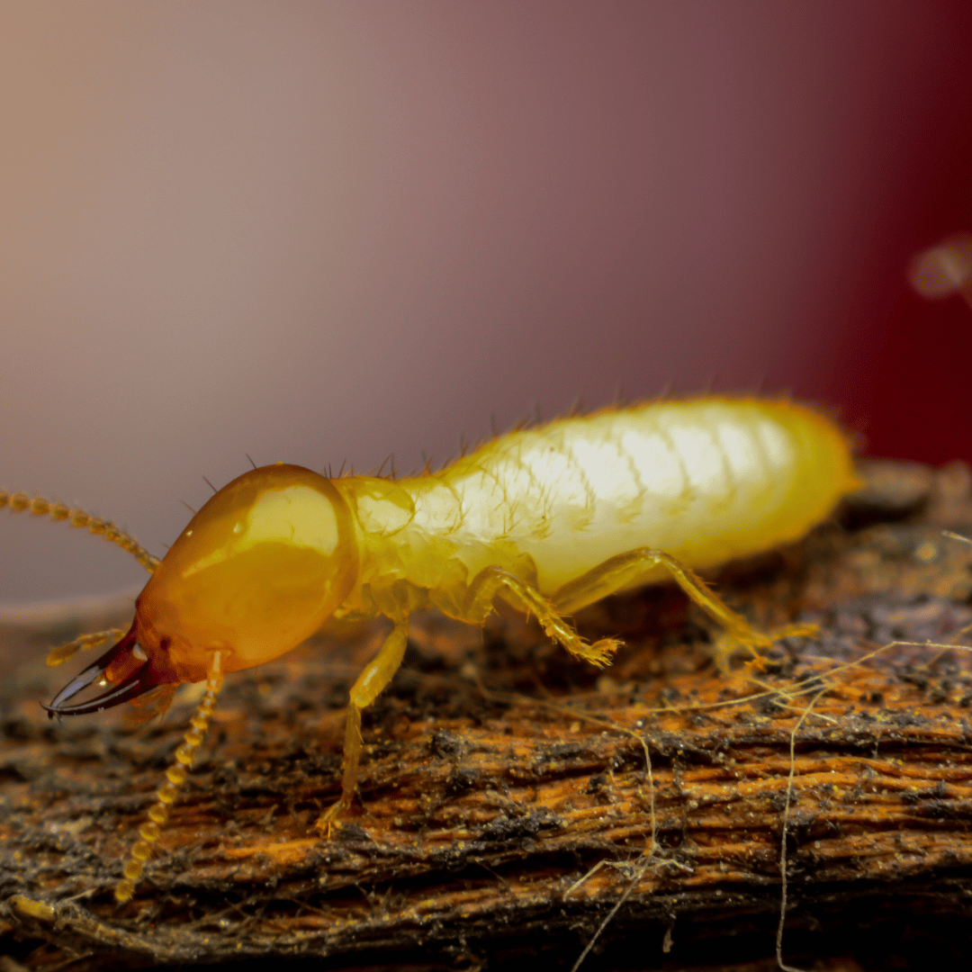 Termite Pest Control in Abu Dhabi