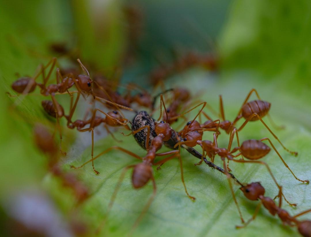 Ants Pest Control