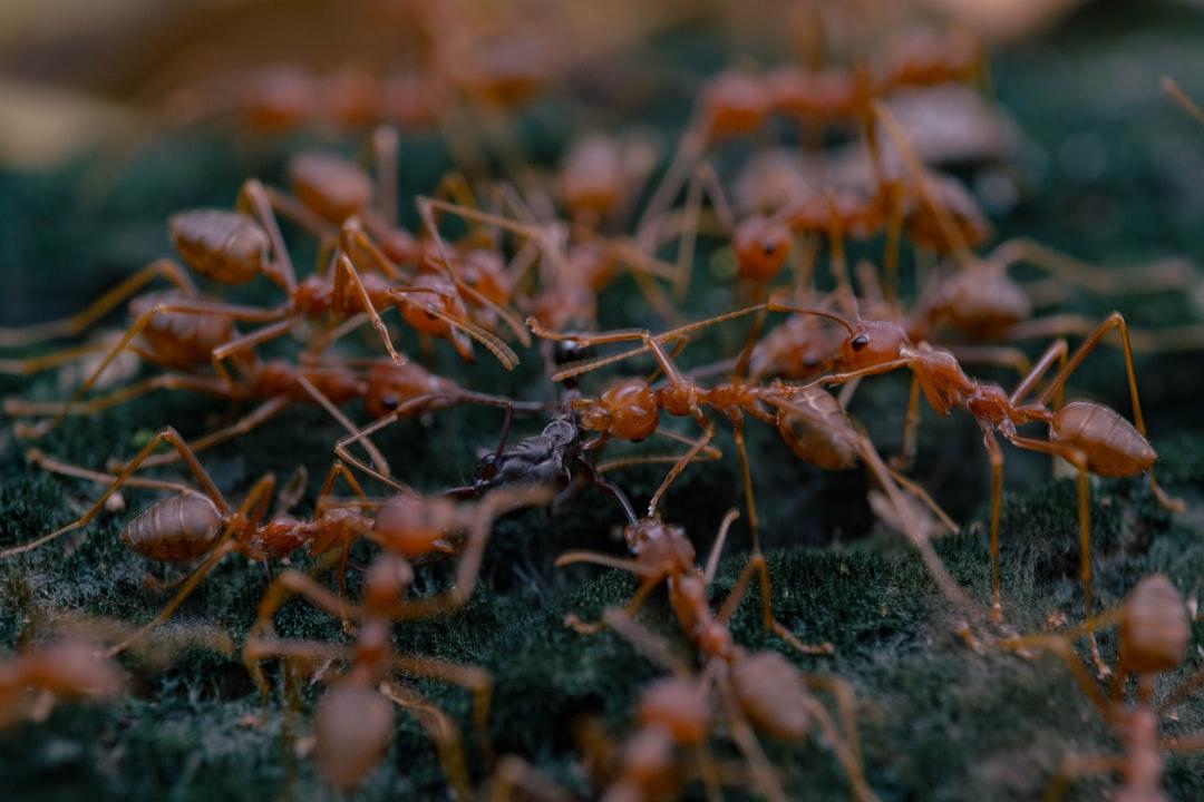 Fire Ants Pest Control