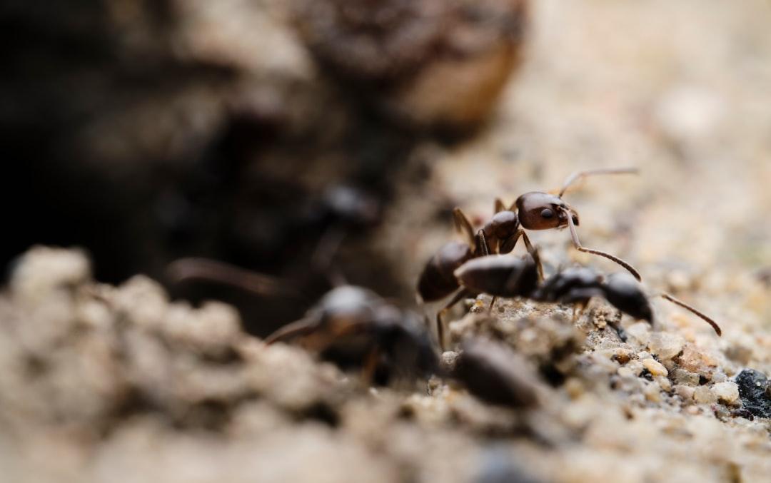 Carpenter Ants Pest Control