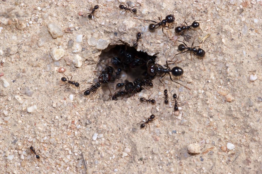 Black Ants Pest Control