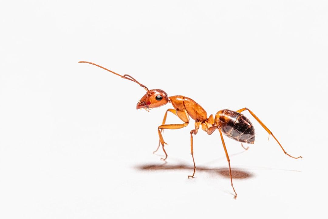 Ant Pest Control in Dubai