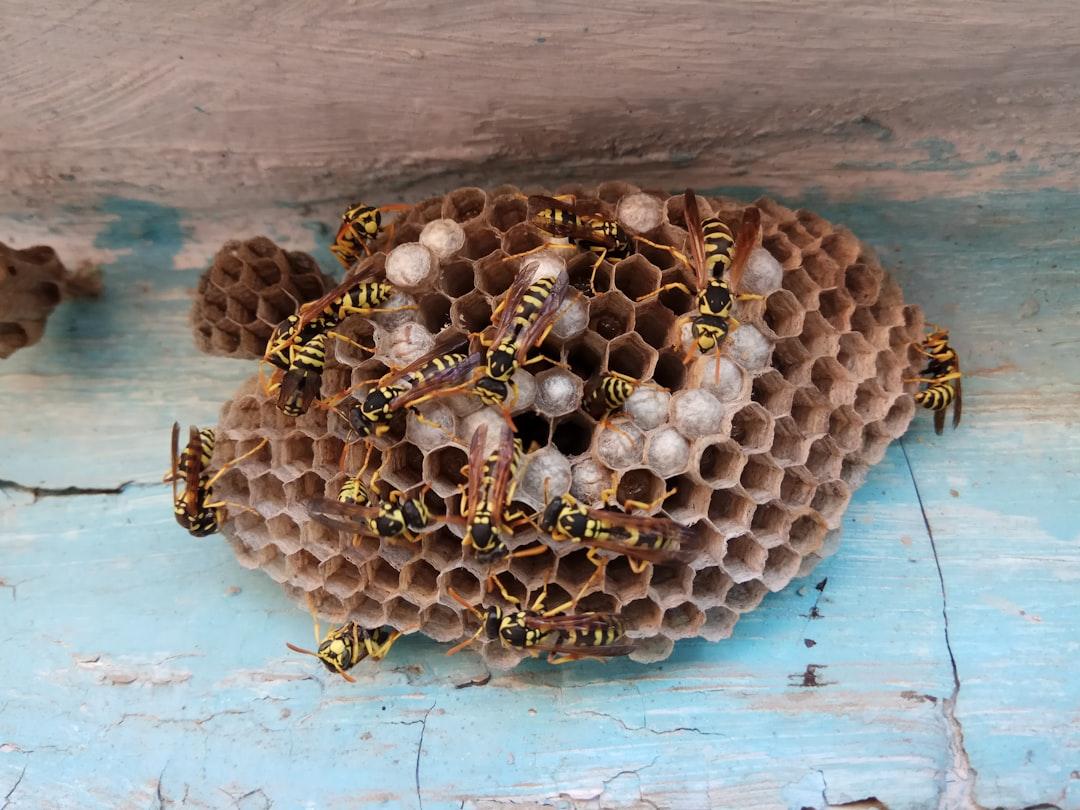 Wasps & Hornets Pest Control