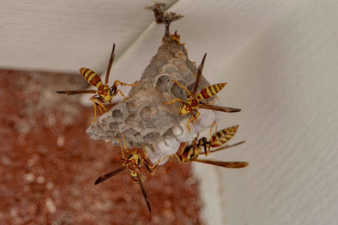 Yellow Jacket Pest Control