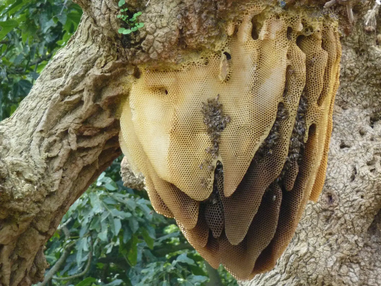Bees Pest Control