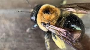 Carpenter Bee Pest Control