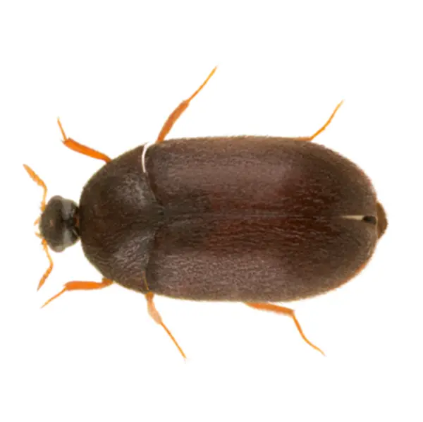Carpet Beetle Pest Control
