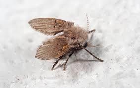 Moth Flies Pest Control