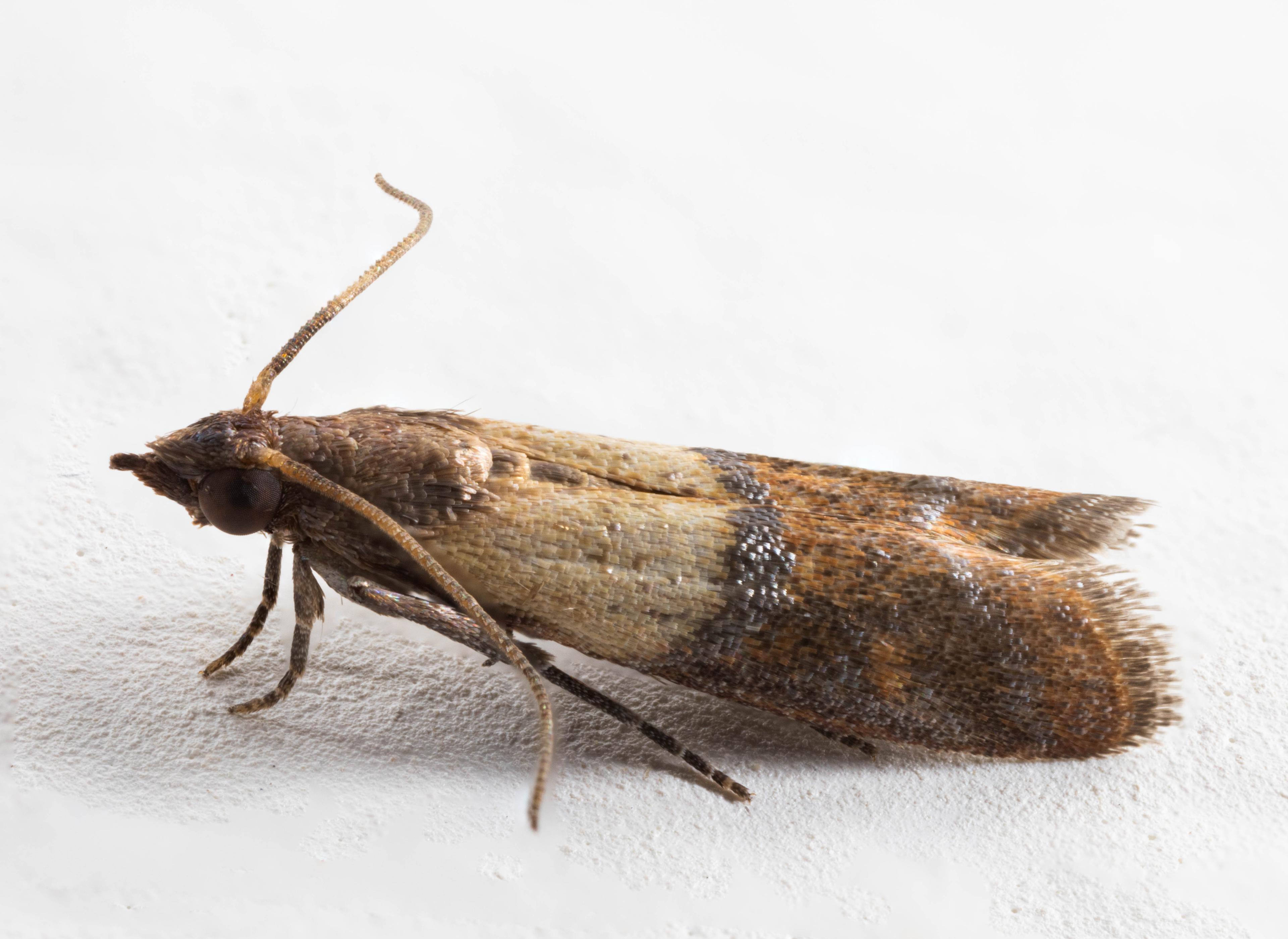 Pantry Moths Pest Control