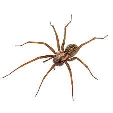 Spider Pest Control