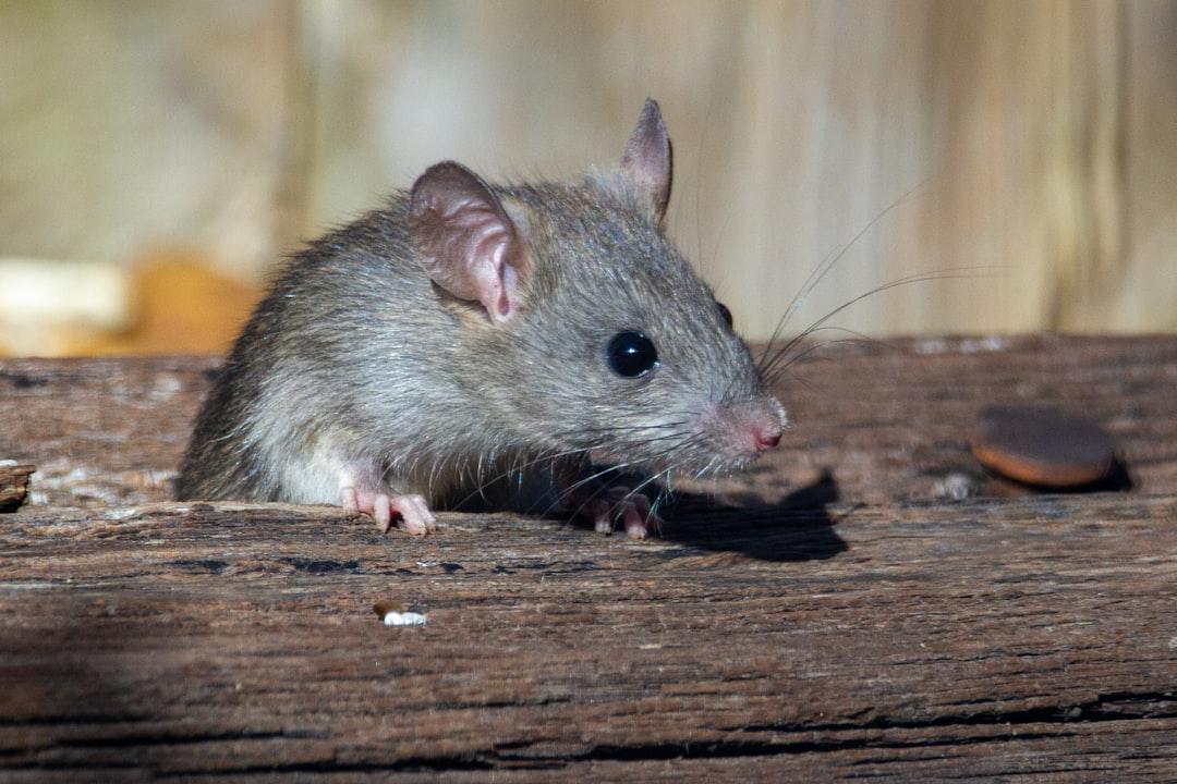 Rodent Pest Control