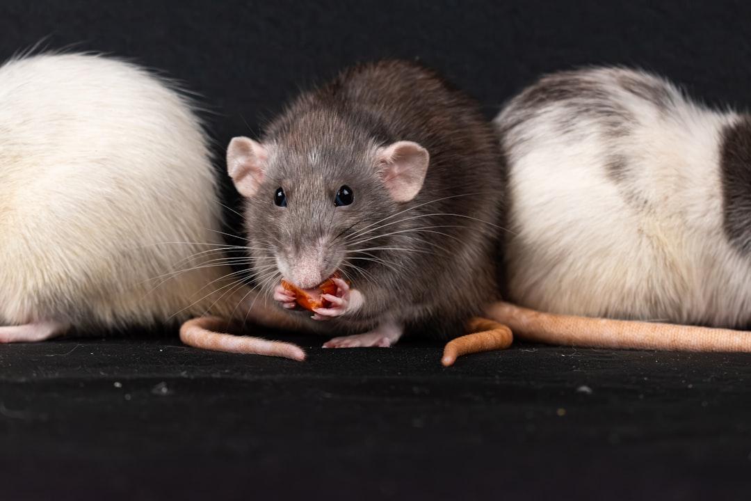 Rodent Pest Control in Dubai
