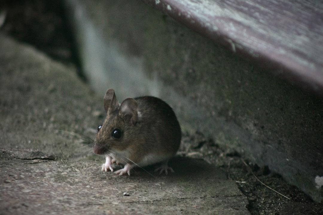 Mice Pest Control