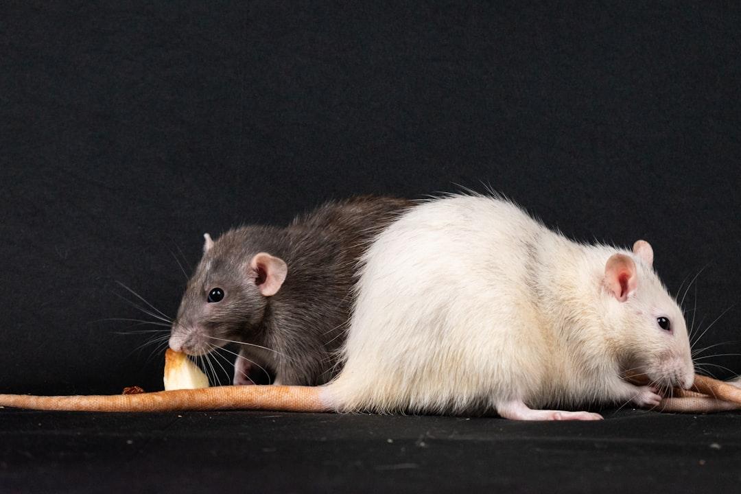 Rats Pest Control
