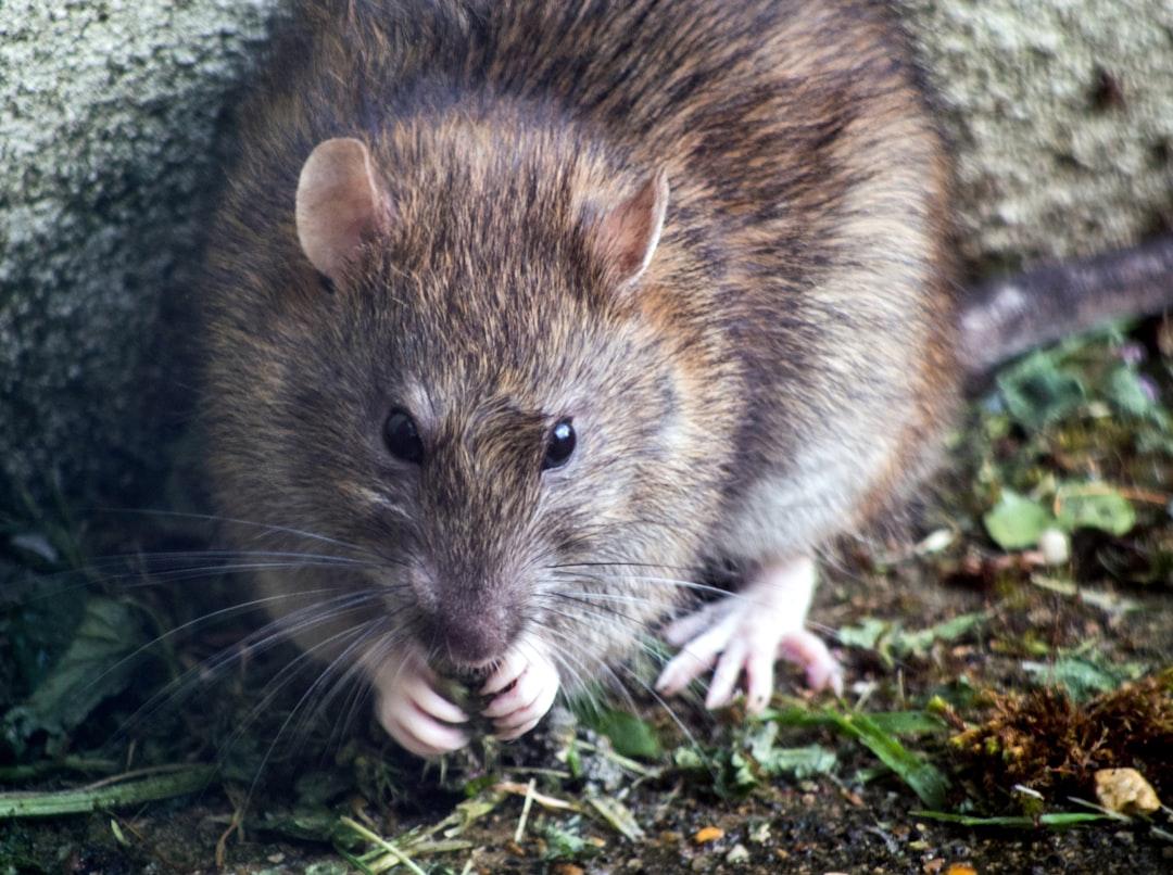 Rats Pest Control in Abu Dhabi